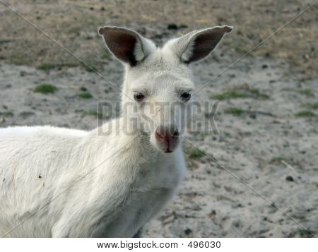 Albino