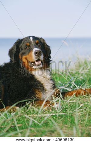 สุนัขภูเขา Bernese มองไปที่กล้อง