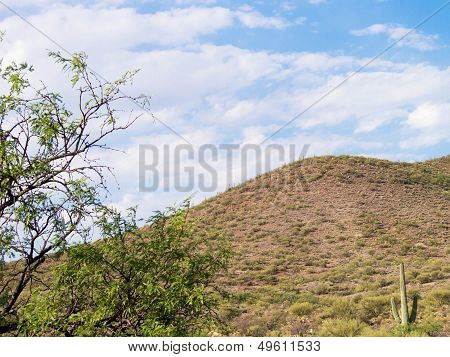 Sonoran Desert Landscape