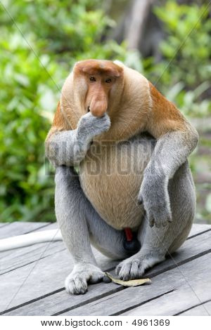 ลิงจมูกยาว