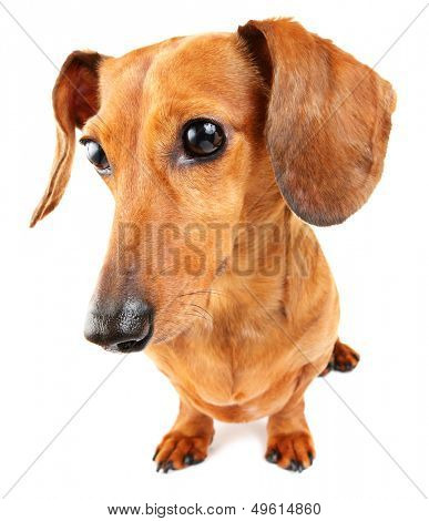 Dachshund dog
