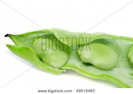 closeup of a broad bean pod with beans inside on a white background