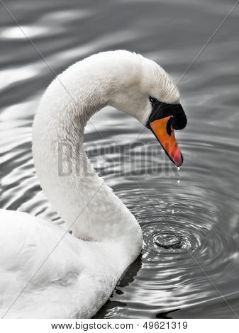 Natural close up swan portrait in the wild
