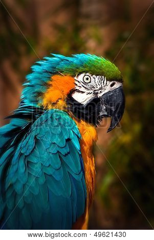 Beautiful Blue and Gold Macaw - Parrot Portrait