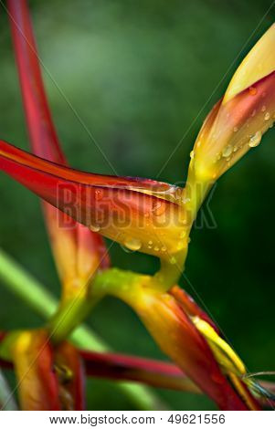 Heliconia Bentham - beautiful colour tropical flower after rain