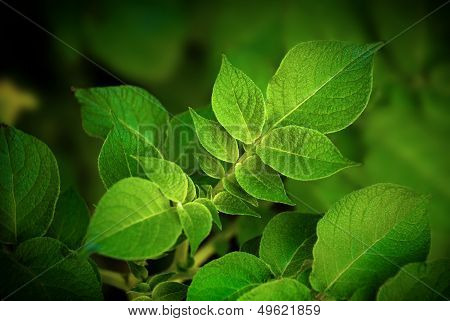 New potato Leafs - Agriculture and organic food