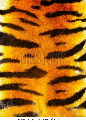 great tiger fur texture