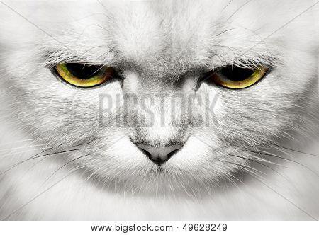 portrait of beautiful cat closeup