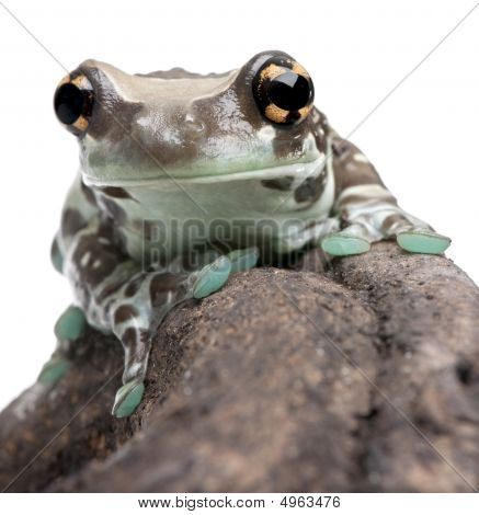 Amazon leche rana - Trachycephalus Resinifictrix