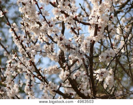 Flor