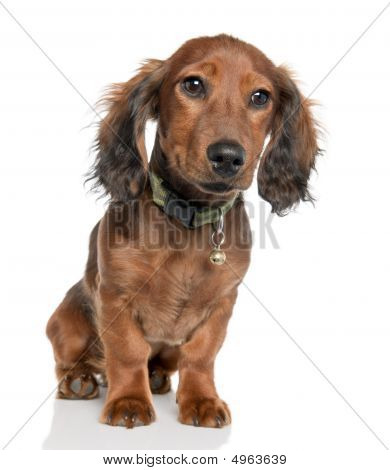 ลูกสุนัข dachshund (5 เดือนเก่า)