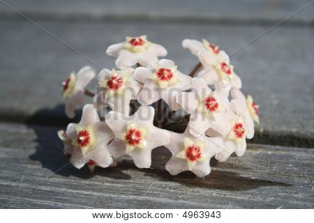 Hoya blomst