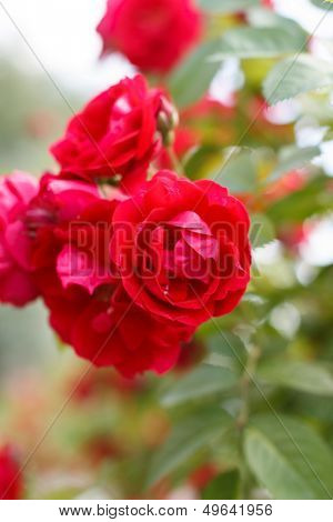 garden roses