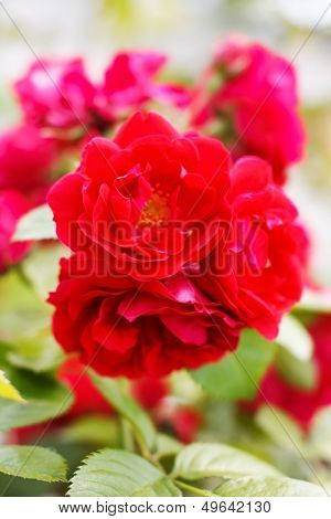garden roses