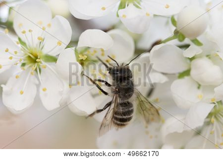 Spring flowers