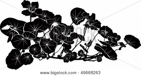 nasturtium flowers vector
