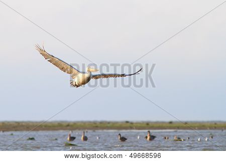 Beautiful Pelican In Flight
