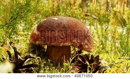 Boletus