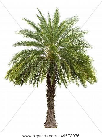 Old Date Palm Tree Isolated On White