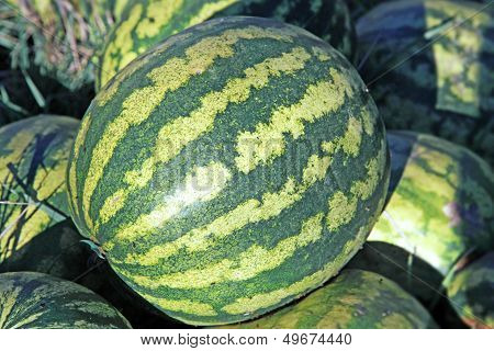 Stomachy watermelon
