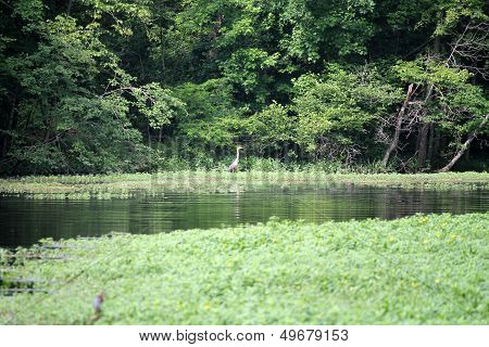 Landscape Of Lake