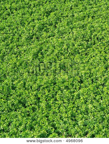 Greenbike