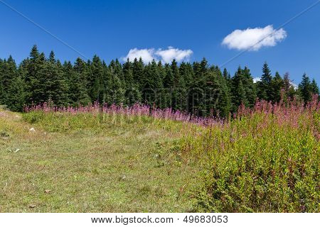 Ilgaz Mountains