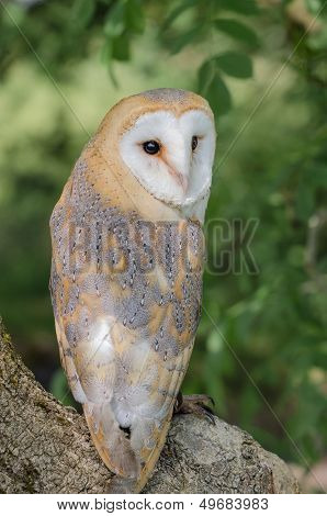 Barn Owl In Tree Portrait