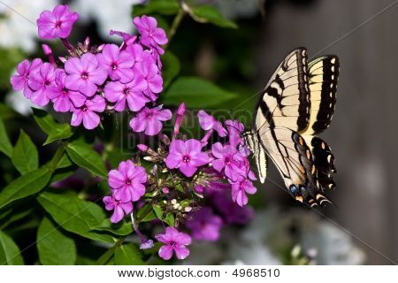 Schwalbenschwanzschmetterling ernährt sich von einer rosa Petunie