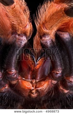 Tarantula huggtänder