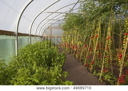 Tomato Crop