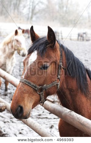 Bahía de caballo en el recinto al aire libre