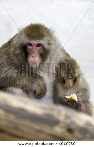 Macaca Fuscata szary japońska małpa