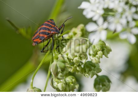 Hemiptera rød stinke Bug i hvide blomster