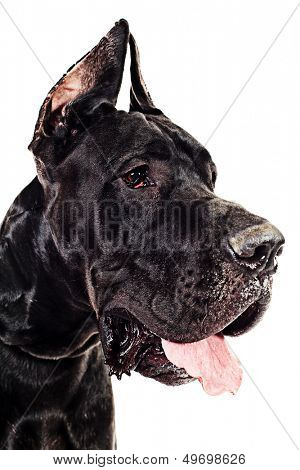 Black Great Dane sitting over white background