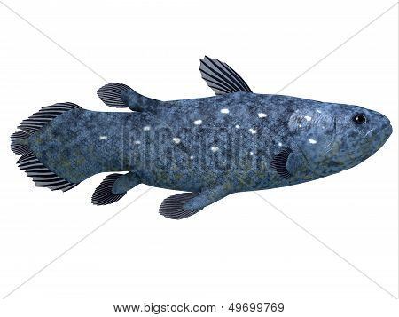 Coelacanth Fish On White