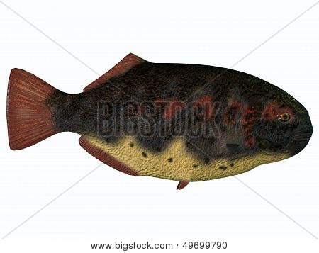 Dapedius Fish On White