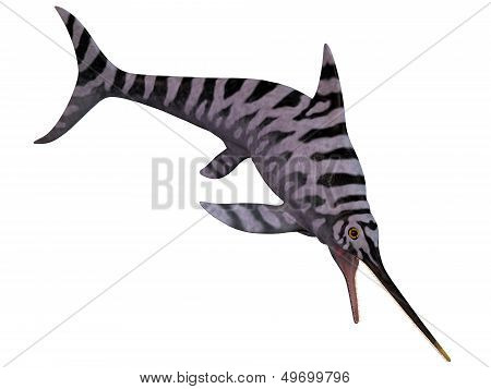 Eurhinosaurus Ichthyosaur On White