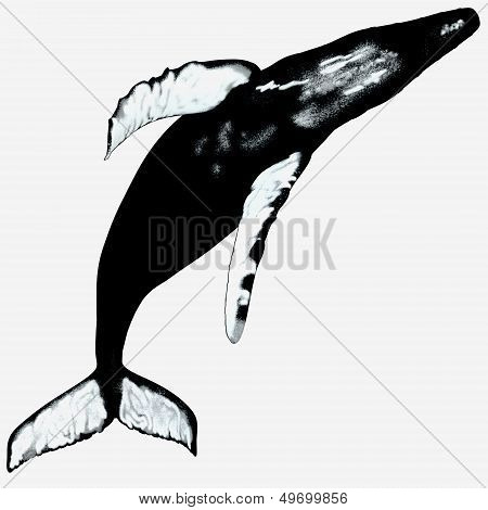 Humpback Whle On White