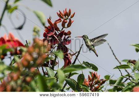 hummingbird  flying