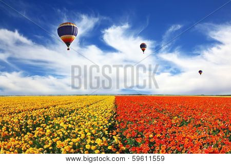   Beautiful spring weather, three balloons flying over the field. The huge field of white, red and yellow buttercups (Ranunculus asiaticus). The picture was taken Fisheye lens