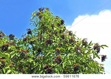 Ripe elderberry on branch