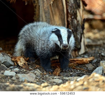 Badger