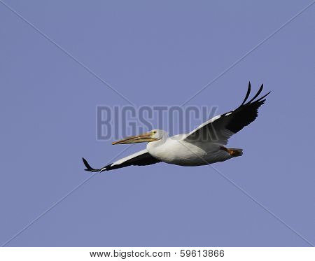 White Pelican