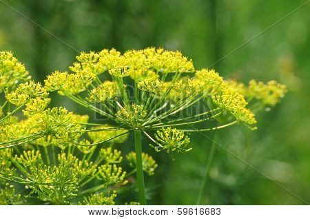 Dill plant