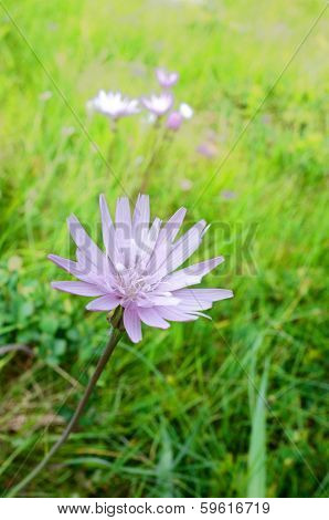 wildflower agaist grass, Montenegro