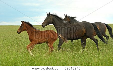 Horse