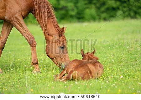 Horse