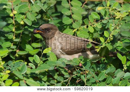 Common Bulbul Eating A Berry