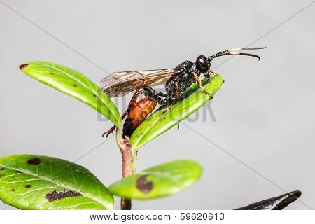 The Ichneumon Wasp (Coelichneumon viola)
